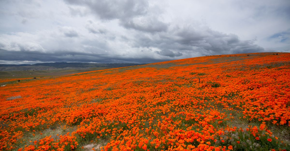 Expansive view of the vibrant California Poppy super bloom in Lancaster, CA under a cloudy sky.